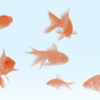 金魚（Goldfish）のphotoshopブラシ